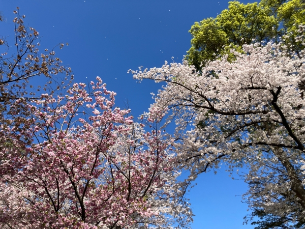 桜